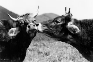 Vaches Brunes des Alpes à Saint Martin de la Cluze