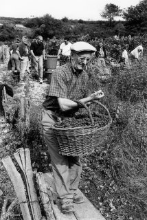 Vendanges à Prébois