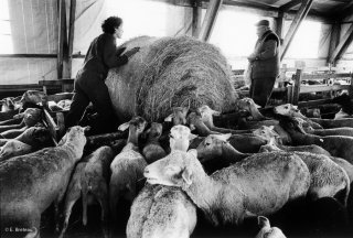 Les brebis restent à la bergerie tout l'hiver