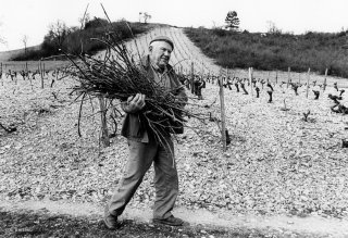 Taille de la vigne à Prébois