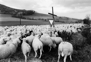 Les moutons font la transhumance retour de La Salette à Mens