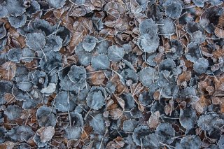 Tapis de feuilles gelées