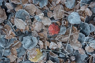 Tapis de feuilles gelées