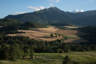 Vignes de Prébois avec le Jocou au loin