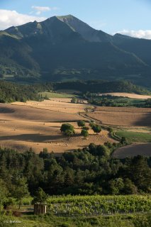 Vignes de Prébois devant le Jocou