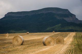 Rouleaux de paille devant le Châtel, environs de Mens