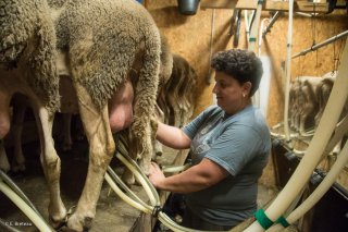 Sophie, à la bergerie de Rif Clar, éleveuse de brebis et fromagère