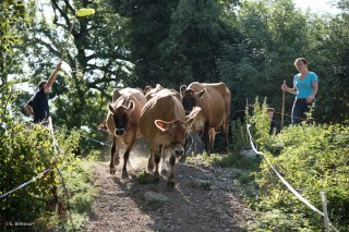 La ferme de Bartabelle à Saint-Guillaume, élevage de vaches Jersiaises et fabrication de yaourts et de flancs