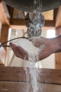 Le Moulin du Vieux Chêne, culture des céréales et fabrication de la farine à Lavars