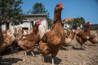 GAEC du Champs fleuri à Sinard, élevage de poules, de boeufs et veaux charolais