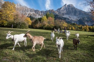 Troupeau de chèvres du Cris-Cath, ferme auberge à Tréminis, devant le Grand Ferrand