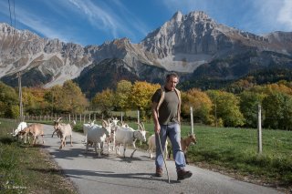 Troupeau de chèvres du Cris-Cath, ferme auberge à Tréminis, avec Christian devant le Grand Ferrand