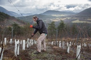 Jérémy Bricka viticulteur à Roissard. Isère