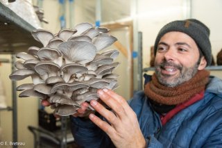 Roberto Moleni cultive les champignons, Pleurotes et Shiitaké à Monestier du Percy