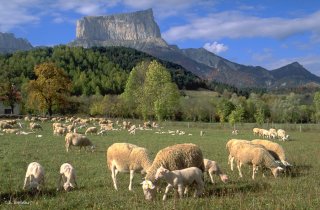 Agneaux et brebis devant le mont Aiguille